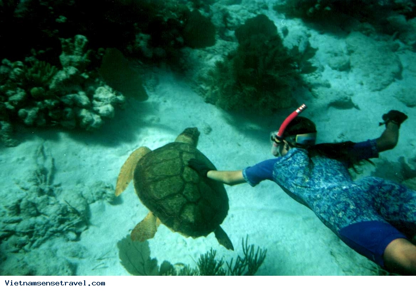 Cham Island Snorkeling Tour