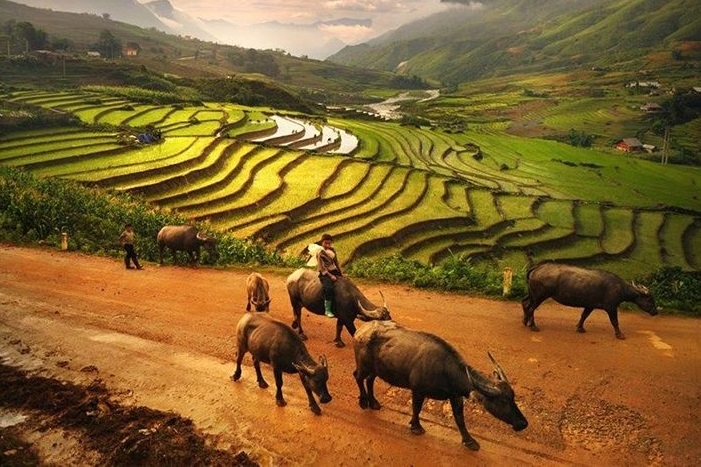 Sapa - Cat Cat - Ham Rong Tour