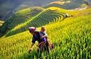 Explore Mu Cang Chai Terrace Fields