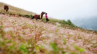 Buckwheat Flowers Dazzle In Hà Giang