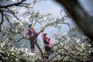 Get lost in white plum blossom season in Moc Chau