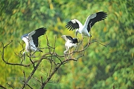 Thung Nham Bird Park - must-see destination in Ninh Binh