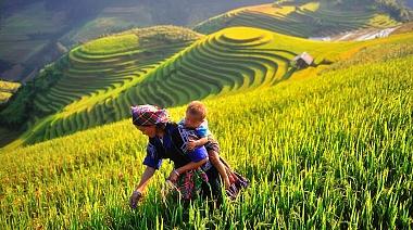 Explore Mu Cang Chai Terrace Fields