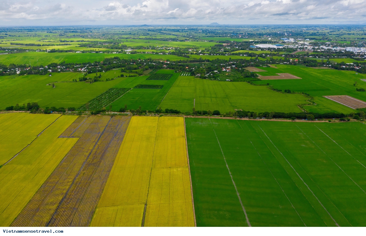 Mekong Delta Accords A Yellow-Green Carpet Welcome For Visitors - Ảnh 2