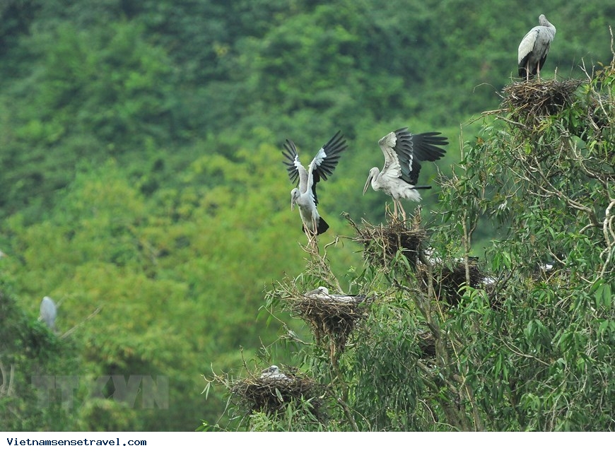 Thung Nham Bird Park - must-see destination in Ninh Binh - Ảnh 7