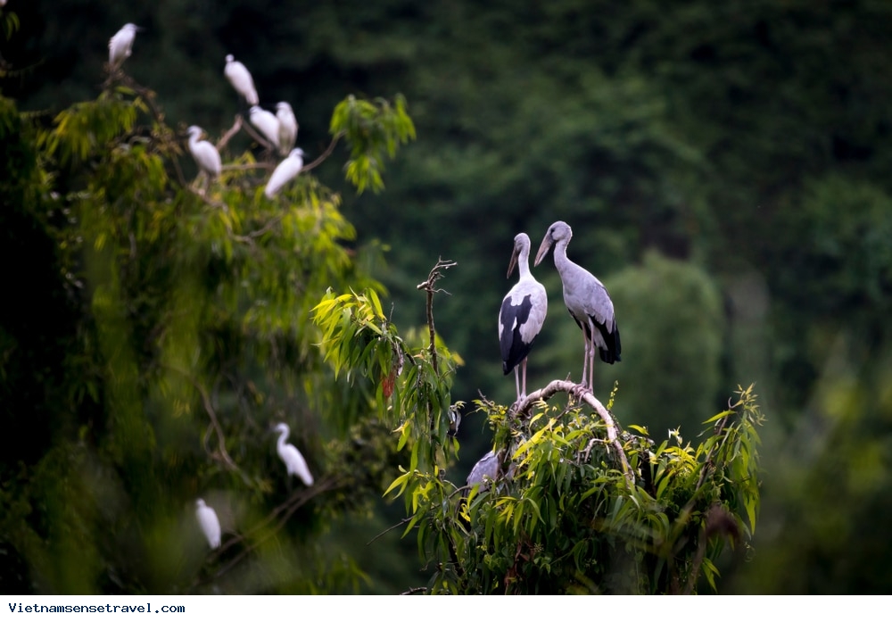 Thung Nham Bird Park - must-see destination in Ninh Binh - Ảnh 3