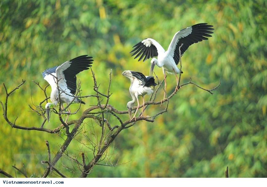 Thung Nham Bird Park - must-see destination in Ninh Binh - Ảnh 5